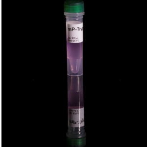 MT-Trypsin
