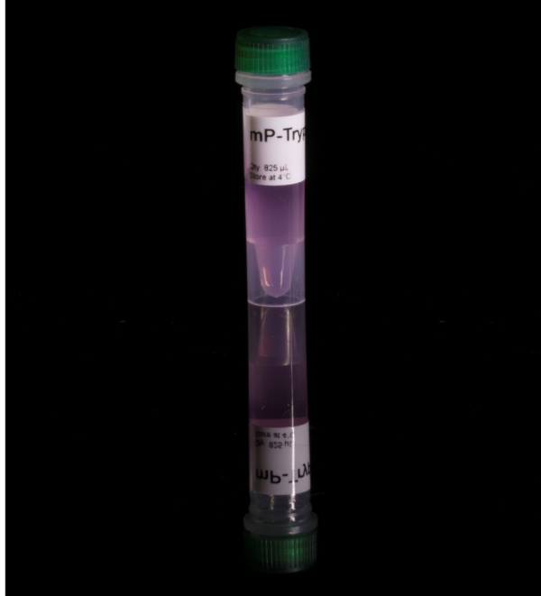 MT-Trypsin